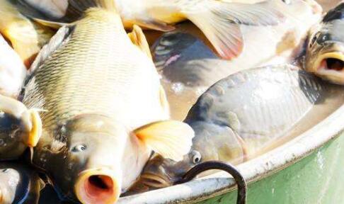 深海魚要選擇食草的嗎？-海鮮團(tuán)購