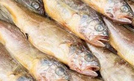 海鮮禮品當戰(zhàn)的大黃魚和小黃魚有哪些區(qū)別