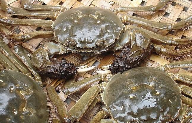 為啥海鮮禮品的死蟹不能吃？